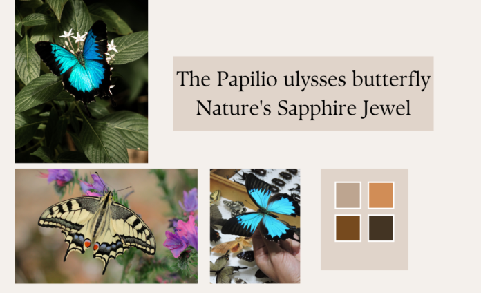 Papilio ulysses butterfly