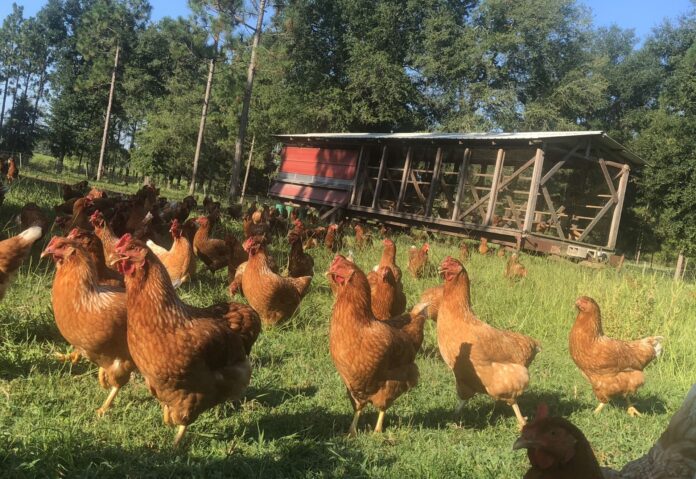 Pasture Raised Chicken