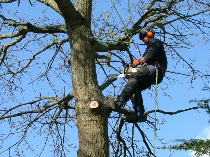 tree surgeons Waterlooville