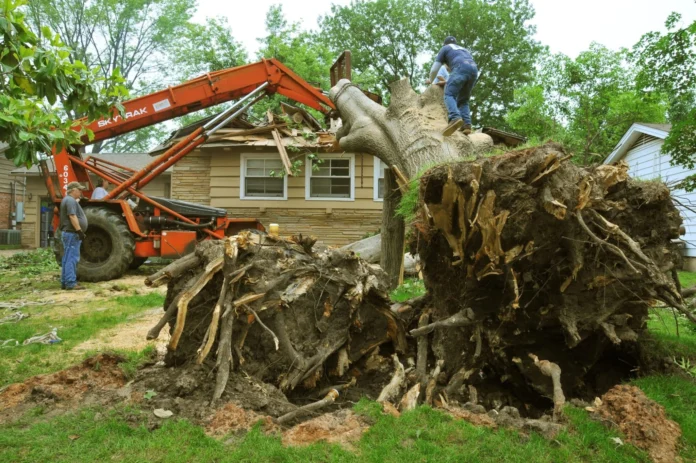 affordable tree cutting services